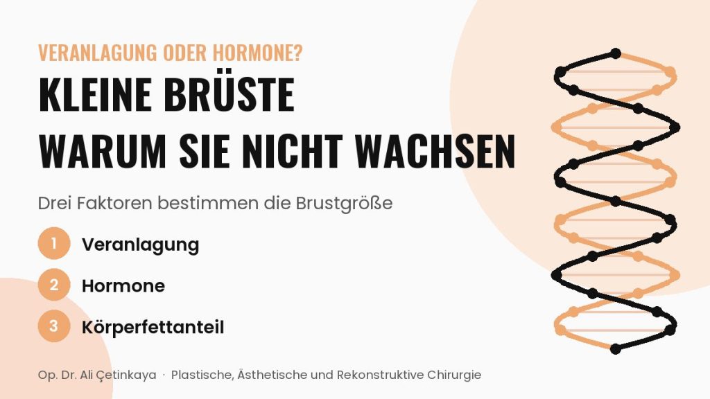 Infografik zu kleinen Brüsten: Veranlagung, Hormone und Körperfettanteil bestimmen die Brustgröße